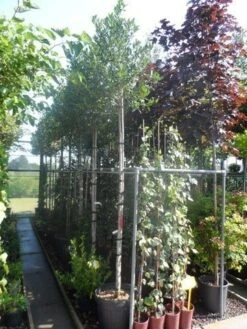 Hulst Als Boom (Ilex 'Nellie R. Stevens') 17 Hulst Als Boom (Ilex 'Nellie R. Stevens') -Exporteren Groei Planten Winkel ilex nellie r. stevens 10 12ho cont