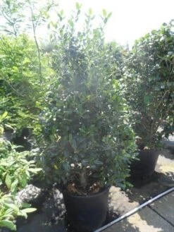 Amerikaanse Hulst (Ilex 'Nellie R Stevens') -Exporteren Groei Planten Winkel ilex nellie r. stevens 150 175