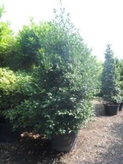 Amerikaanse Hulst (Ilex 'Nellie R Stevens') -Exporteren Groei Planten Winkel ilex nellie r. stevens 250 300 c160