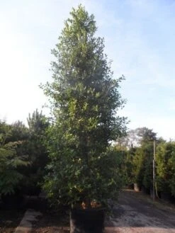 Amerikaanse Hulst (Ilex 'Nellie R Stevens') -Exporteren Groei Planten Winkel ilex nellie r. stevens 400 450 cont