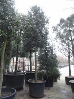 Hulst Als Boom (Ilex 'Nellie R. Stevens') 18 Hulst Als Boom (Ilex 'Nellie R. Stevens') -Exporteren Groei Planten Winkel ilex nellie stevens
