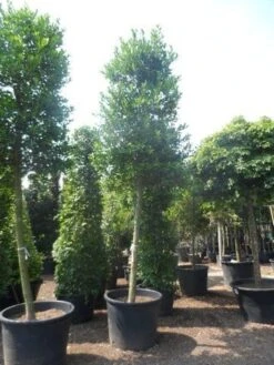 Hulst Als Boom (Ilex 'Nellie R. Stevens') 19 Hulst Als Boom (Ilex 'Nellie R. Stevens') -Exporteren Groei Planten Winkel ilex nellie stevens 25 30ho c350