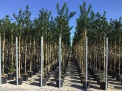 Hulst Als Boom (Ilex 'Nellie R. Stevens') 16 Hulst Als Boom (Ilex 'Nellie R. Stevens') -Exporteren Groei Planten Winkel ilex nellie stevens 6 8