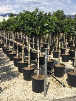 Hulst Op Stam (Ilex 'Nellie R Stevens') -Exporteren Groei Planten Winkel ilexrstevens03