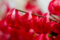 Kardinaalshoed (Euonymus Alatus 'Compactus') -Exporteren Groei Planten Winkel img 1486