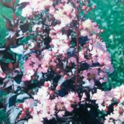 Lagerstroemia (Lagerstroemia Indica 'Rhapsody In Pink') -Exporteren Groei Planten Winkel img 2475 1