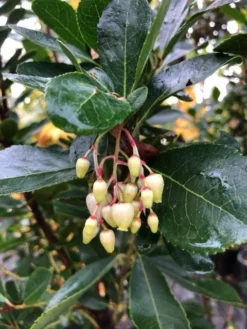 Aardbeiboom Als Struik (Arbutus Unedo) -Exporteren Groei Planten Winkel img 2585
