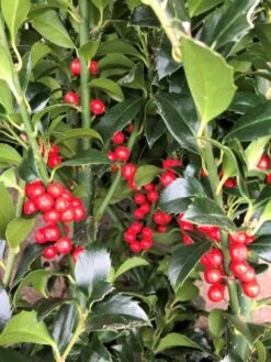 Hulst (Ilex Meserveae 'Heckenfee') -Exporteren Groei Planten Winkel img 2648