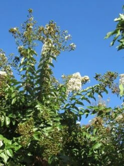 Lagerstroemia Halfstam (Lagerstroemia Indica 'Burgundy Cotton') -Exporteren Groei Planten Winkel img 4003