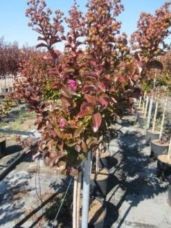 Lagerstroemia Als Halfstam (Lagerstroemia Indica 'Berry Dazzle') -Exporteren Groei Planten Winkel img 4249