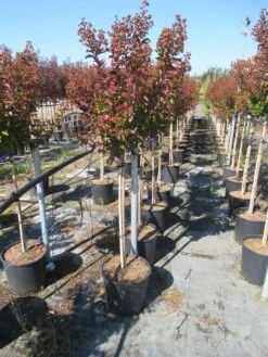 Lagerstroemia Als Halfstam (Lagerstroemia Indica 'Berry Dazzle') -Exporteren Groei Planten Winkel img 4250