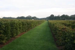 Nieuwe Producten -Exporteren Groei Planten Winkel img 4450