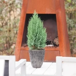 Jeneverbes (Juniperus Chinensis 'Stricta') -Exporteren Groei Planten Winkel juniperus chinensis stricta