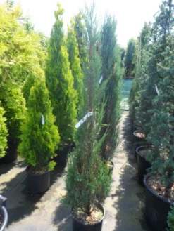Jeneverbes (Juniperus Scopulorum 'Skyrocket') -Exporteren Groei Planten Winkel juniperus scopulorum skyrocket 125 150