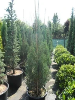 Jeneverbes (Juniperus Scopulorum 'Skyrocket') -Exporteren Groei Planten Winkel juniperus scopulorum skyrocket 150 175