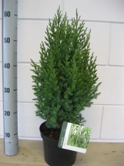 Jeneverbes (Juniperus Chinensis 'Stricta') -Exporteren Groei Planten Winkel juniperus stricta c3 november