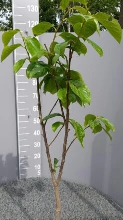 Kaki (Diospyros Kaki) -Exporteren Groei Planten Winkel kakihalfstam01