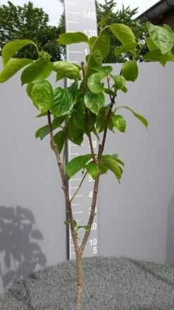 Kaki (Diospyros Kaki) -Exporteren Groei Planten Winkel kakihalfstam02