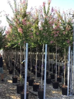 Roze Lagerstroemia Als Boom (Lagerstroemia Indica) 35 Roze Lagerstroemia Als Boom (Lagerstroemia Indica) -Exporteren Groei Planten Winkel lagerstreomia rosea 6 8 1