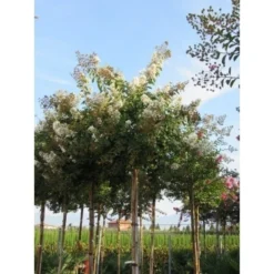 Witte Lagerstroemia Als Boom (Lagerstroemia Indica) -Exporteren Groei Planten Winkel lagerstroemia indica boom wit01