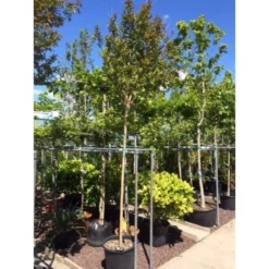Witte Lagerstroemia Als Boom (Lagerstroemia Indica) -Exporteren Groei Planten Winkel lagerstroemia indica boom01