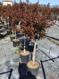 Lagerstroemia Als Halfstam (Lagerstroemia Indica 'Berry Dazzle') -Exporteren Groei Planten Winkel lagerstroemia black dazzle halfstam