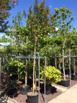 Roze Lagerstroemia Als Boom (Lagerstroemia Indica) 24 Roze Lagerstroemia Als Boom (Lagerstroemia Indica) -Exporteren Groei Planten Winkel lagerstroemia indica 10 12ho