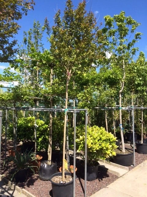 Roze Lagerstroemia Als Boom (Lagerstroemia Indica) 7 Roze Lagerstroemia Als Boom (Lagerstroemia Indica) - Afbeelding 7