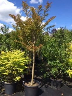 Roze Lagerstroemia Als Boom (Lagerstroemia Indica) 25 Roze Lagerstroemia Als Boom (Lagerstroemia Indica) -Exporteren Groei Planten Winkel lagerstroemia indica halfstam 14 16