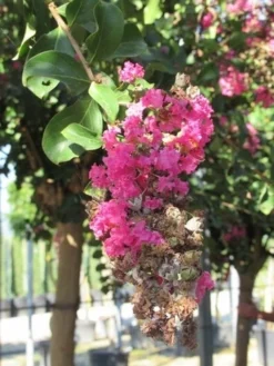 Roze Lagerstroemia Als Boom (Lagerstroemia Indica) 34 Roze Lagerstroemia Als Boom (Lagerstroemia Indica) -Exporteren Groei Planten Winkel lagerstroemia indica roze 11