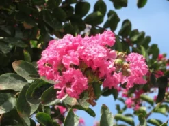 Roze Lagerstroemia Als Boom (Lagerstroemia Indica) 27 Roze Lagerstroemia Als Boom (Lagerstroemia Indica) -Exporteren Groei Planten Winkel lagerstroemia indica roze 3