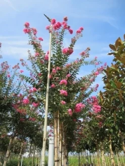 Roze Lagerstroemia Als Boom (Lagerstroemia Indica) 26 Roze Lagerstroemia Als Boom (Lagerstroemia Indica) -Exporteren Groei Planten Winkel lagerstroemia indica roze 4