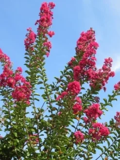 Roze Lagerstroemia Als Boom (Lagerstroemia Indica) 28 Roze Lagerstroemia Als Boom (Lagerstroemia Indica) -Exporteren Groei Planten Winkel lagerstroemia indica roze 5