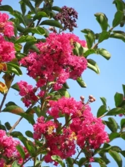 Roze Lagerstroemia Als Boom (Lagerstroemia Indica) 29 Roze Lagerstroemia Als Boom (Lagerstroemia Indica) -Exporteren Groei Planten Winkel lagerstroemia indica roze 6