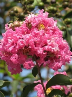 Roze Lagerstroemia Als Boom (Lagerstroemia Indica) 30 Roze Lagerstroemia Als Boom (Lagerstroemia Indica) -Exporteren Groei Planten Winkel lagerstroemia indica roze 7