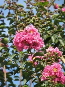 Roze Lagerstroemia Als Boom (Lagerstroemia Indica) 31 Roze Lagerstroemia Als Boom (Lagerstroemia Indica) -Exporteren Groei Planten Winkel lagerstroemia indica roze 8