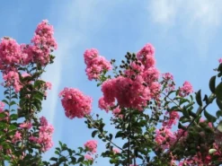 Roze Lagerstroemia Als Boom (Lagerstroemia Indica) 32 Roze Lagerstroemia Als Boom (Lagerstroemia Indica) -Exporteren Groei Planten Winkel lagerstroemia indica roze 9