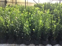 Echte Laurier (Laurus Nobilis) -Exporteren Groei Planten Winkel laurus nobilis