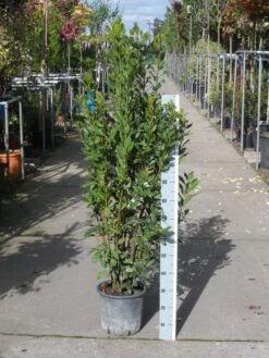 Echte Laurier (Laurus Nobilis) -Exporteren Groei Planten Winkel laurus nobilis 100 125 c10