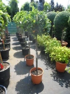 Echte Laurier Als Boom (Laurus Nobilis) -Exporteren Groei Planten Winkel laurus nobilis 100stam c25