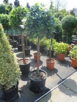 Echte Laurier Als Boom (Laurus Nobilis) -Exporteren Groei Planten Winkel laurus nobilis 100stam c35