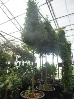 Echte Laurier Als Piramide (Laurus Nobilis) -Exporteren Groei Planten Winkel laurus nobilis 16 18 20ho c350 pyramide