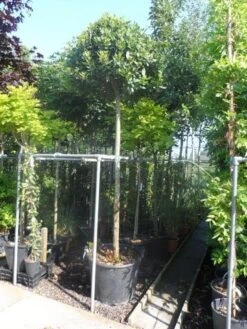 Echte Laurier Als Boom (Laurus Nobilis) -Exporteren Groei Planten Winkel laurus nobilis 16 18ho cont. bol