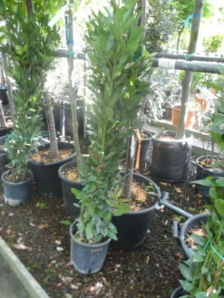 Echte Laurier Als Piramide (Laurus Nobilis) -Exporteren Groei Planten Winkel laurus nobilis 80 100 c5