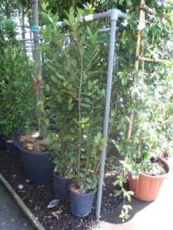 Echte Laurier (Laurus Nobilis) -Exporteren Groei Planten Winkel laurus nobilis c10 100 125 1