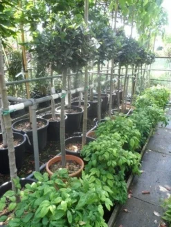 Echte Laurier Op Stam (Laurus Nobilis) -Exporteren Groei Planten Winkel laurus nobilis halfstam c20 25
