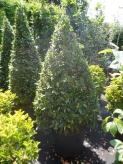 Echte Laurier Als Piramide (Laurus Nobilis) -Exporteren Groei Planten Winkel laurus nobilis kegel 150 175