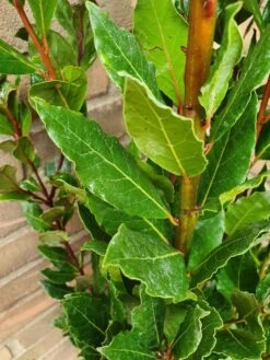 Echte Laurier (Laurus Nobilis) -Exporteren Groei Planten Winkel laurusnobilis laurier03