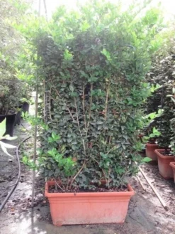 Liguster Als Leivorm (Ligustrum Japonicum 'Texanum') -Exporteren Groei Planten Winkel ligustrum texanum leivorm 80x120 1