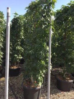 Amberboom Als Leivorm (Liquidambar Styraciflua) -Exporteren Groei Planten Winkel liquidambar lage leivorm c60 1